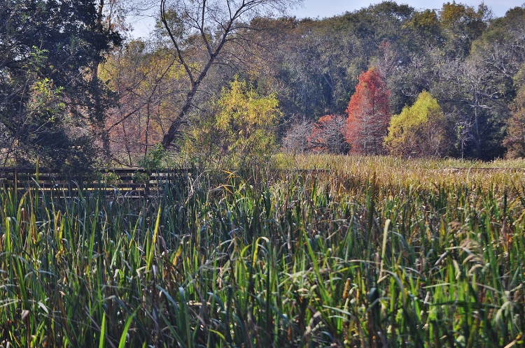Brazos Bend State Park